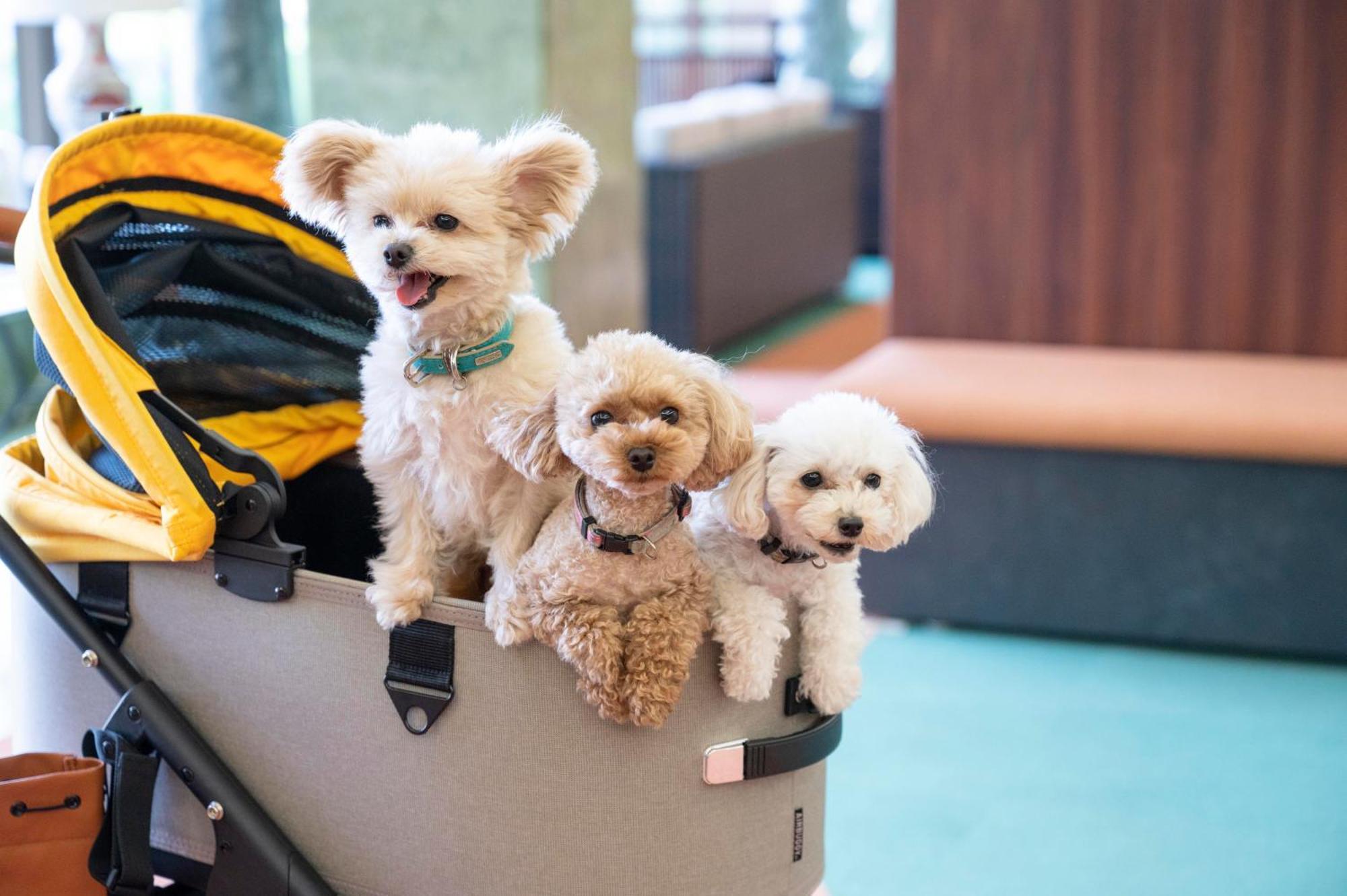Izumigo Lake Hamana Dog Paradise Hotel Hamamatsu Exterior photo